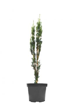 Тис средний Стрикта Виридис (Stricta Viridis)